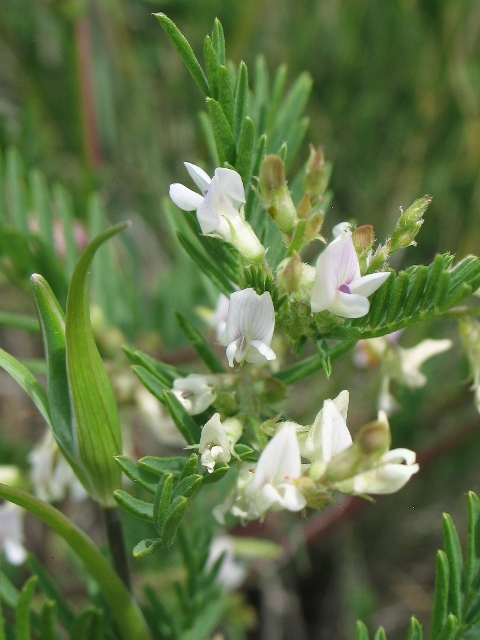 Astragalus tenellus